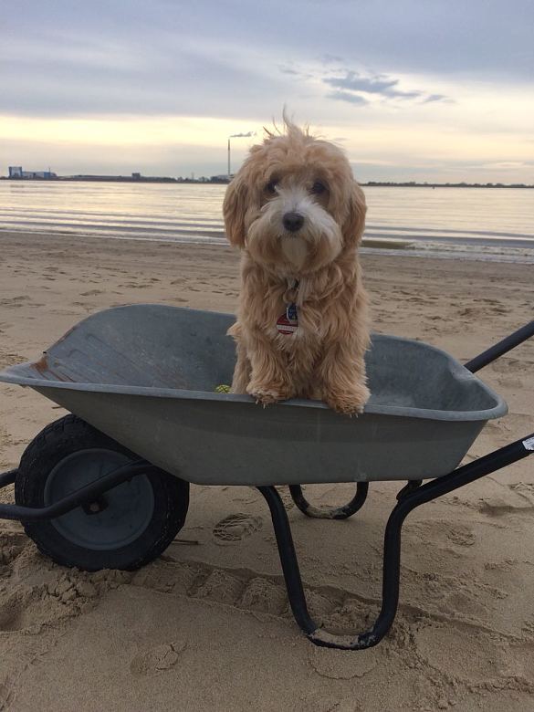 Schulhund Yella Havaneser sitzt in Schubkarre am Strand