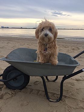 Schulhund Yella Havaneser sitzt in Schubkarre am Strand