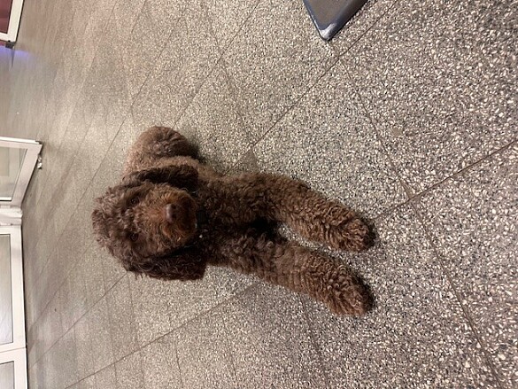 Schulhund Lilo Labradoodle liegt im Foyer der Schule