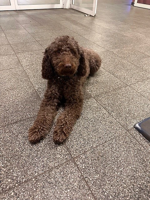 Schulhund Lilo Labradoodle liegt im Foyer der Schule