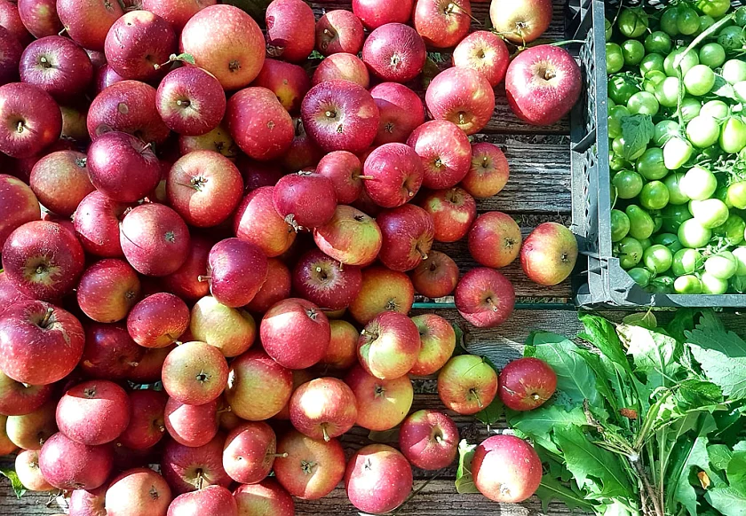  Die Ernte
