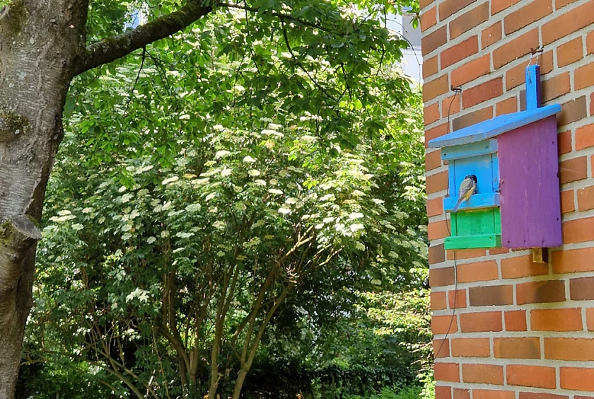 Blaumeisen br&uuml;ten in unseren K&auml;sten