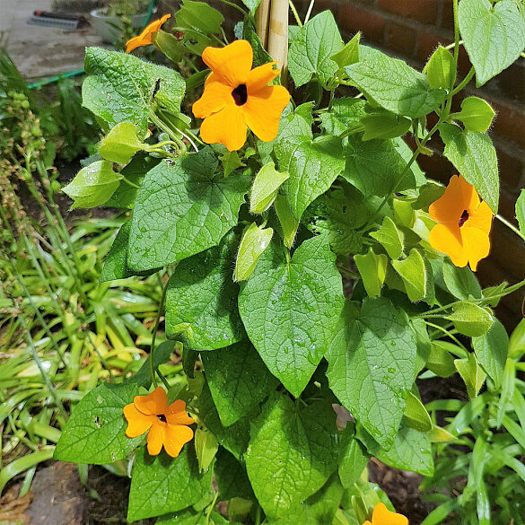 Schwarz&auml;ugige Susanne