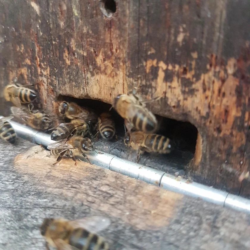 Honigbienen