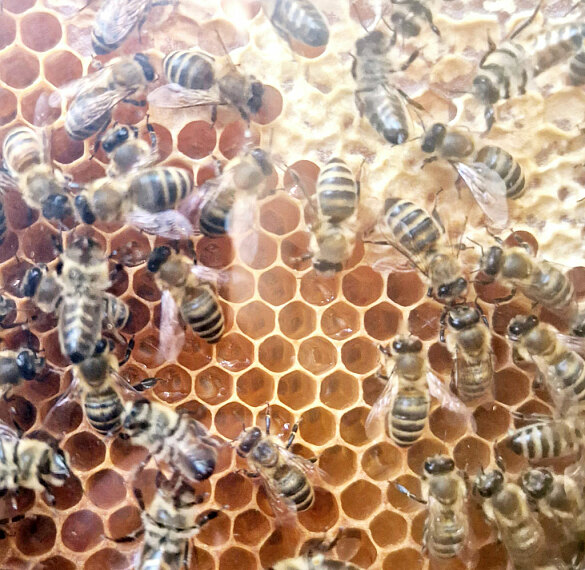 Die Waben sind mit Honig gef&uuml;llt