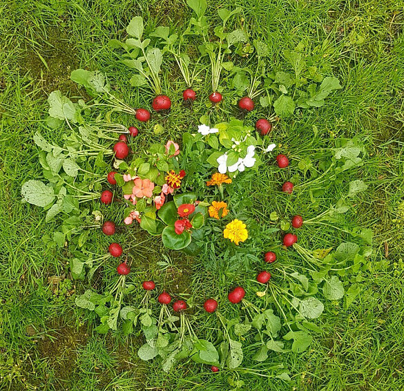 Die Ernte der Radieschen im Fr&uuml;hjahr